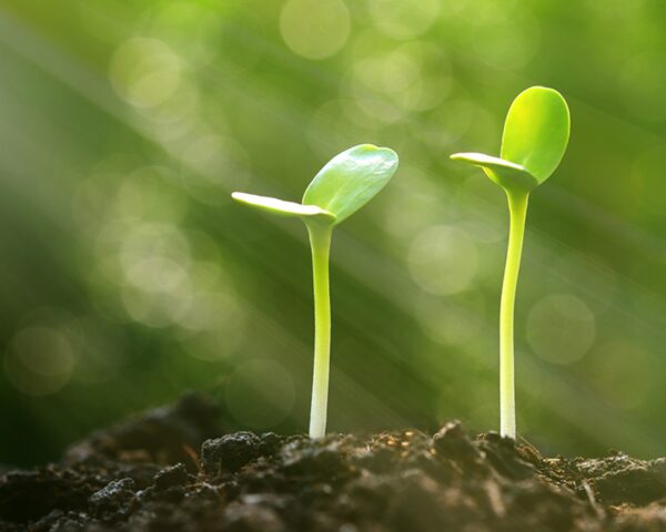 Botany: The Science of Plants